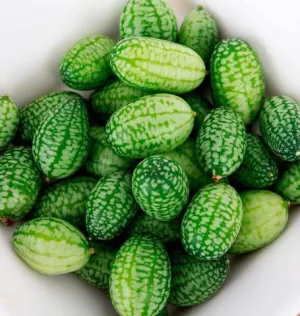 CU413 Cucumber Cucamelon