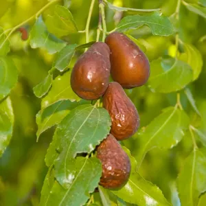 Jujube 'Lang' - #5 Gallon