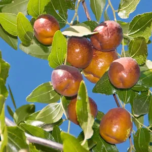 Jujube 'Li' - #5 Gallon
