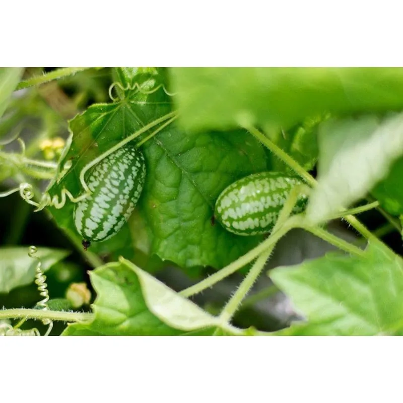 Mexican Sour Gherkin Cucumber (Heirloom, 75 Days)