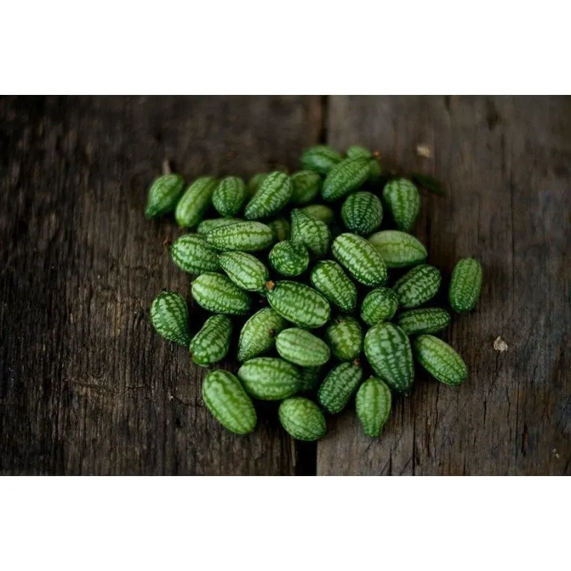 Mexican Sour Gherkin Cucumber (Heirloom, 75 Days)